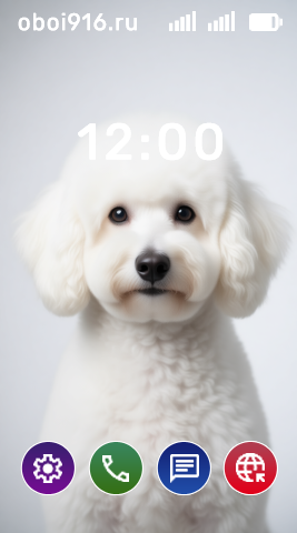 Белый пудель