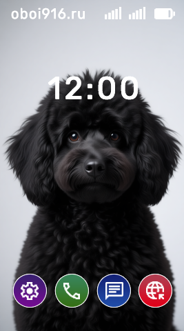 Чёрный пудель