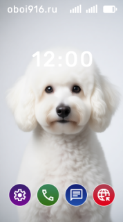 Белый пудель