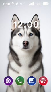 Хаски на белом фоне