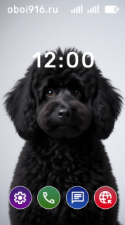 Чёрный пудель